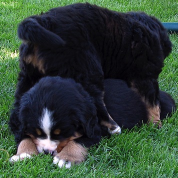 CarusosDogBlog © Claus-Peter Unterberger