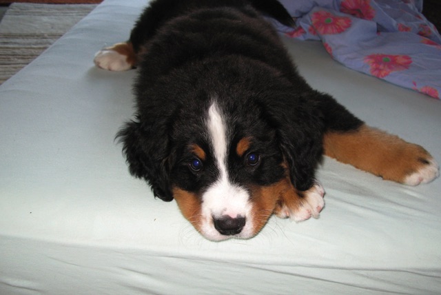 CarusosDogBlog © Claus-Peter Unterberger