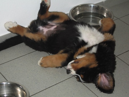 CarusosDogBlog © Claus-Peter Unterberger