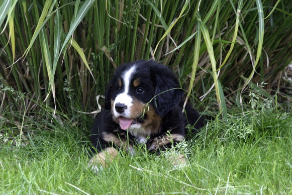 CarusosDogBlog © Claus-Peter Unterberger