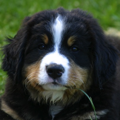 CarusosDogBlog © Claus-Peter Unterberger
