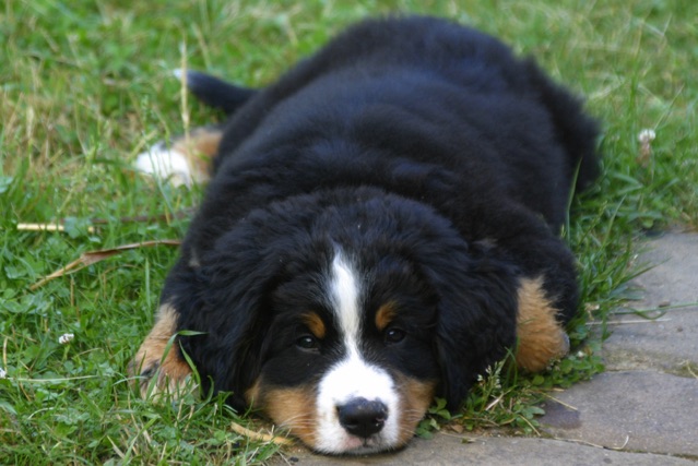 CarusoDogBlog © Claus-Peter Unterberger