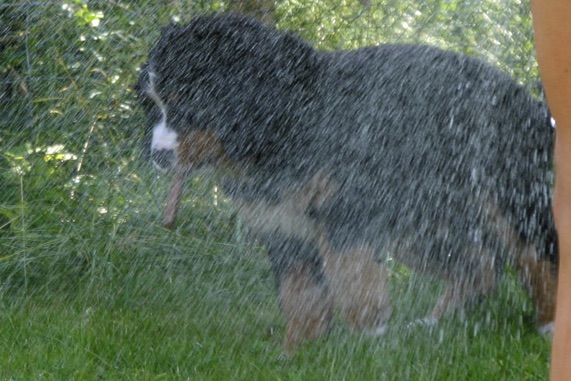 CarusosDogBlog © Claus-Peter Unterberger