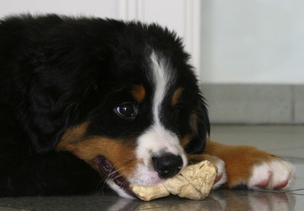 CarusosDogBlog © Claus-Peter Unterberger