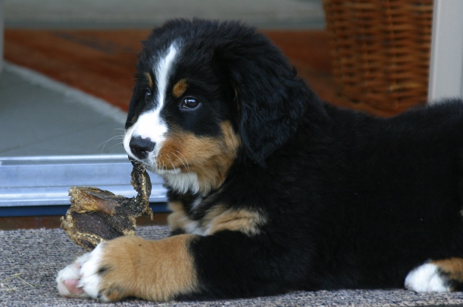 CarusosDogBlog © Claus-Peter Unterberger