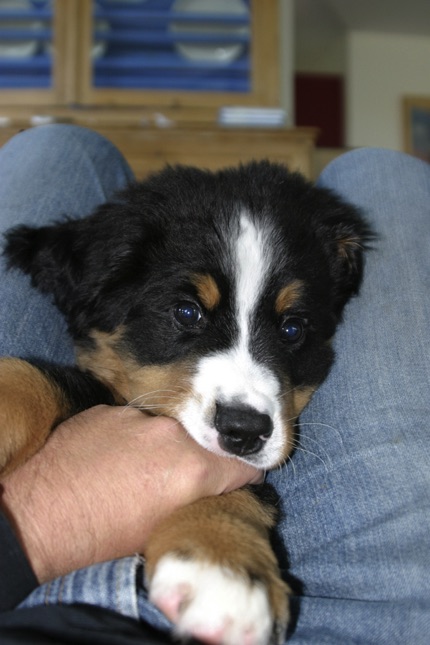 CarusosDogBlog © Claus-Peter Unterberger
