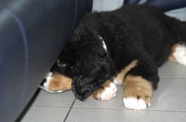 CarusosDogBlog © Claus-Peter Unterberger