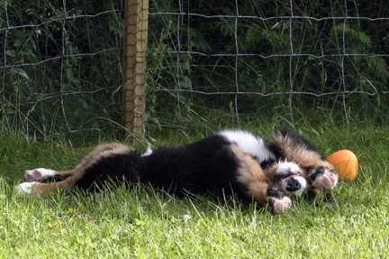 CarusosDogBlog © Claus-Peter Unterberger