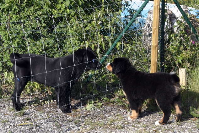 CarusosDogBlog © Claus-Peter Unterberger