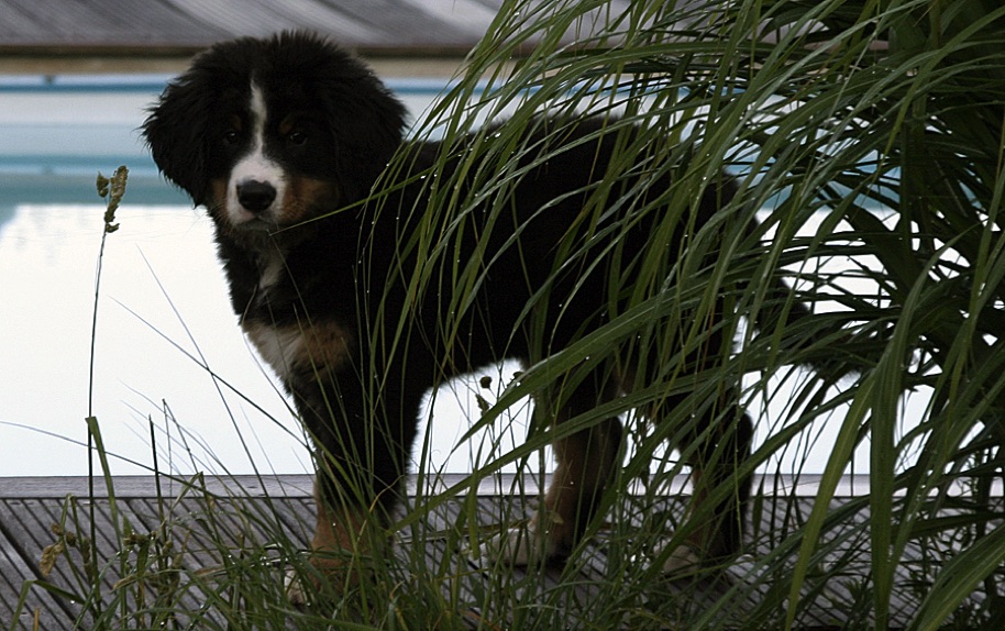 CarusosDogBlog - © Claus-Peter Unterberger
