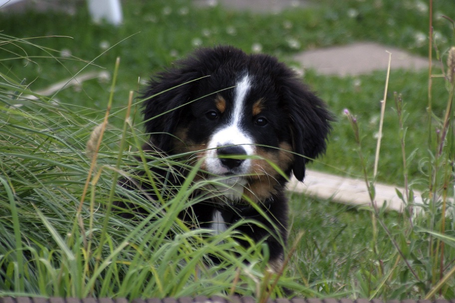 Carusos DogBlog -  © Claus-Peter Unterberger