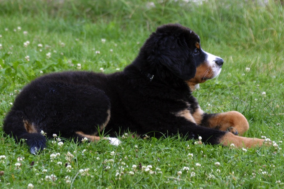 Carusos DogBlog -  Claus-Peter Unterberger
