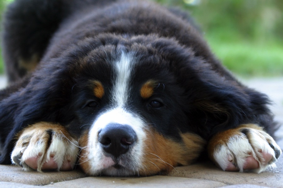 CarusosDogBlog © Claus-Peter Unterberger