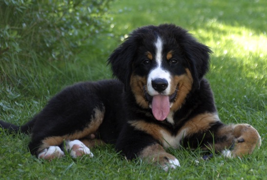 Carusos DogBlog - © Claus-Peter Unterberger